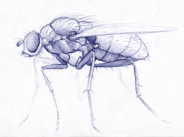 fdn sketch of a fly 02